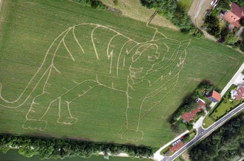 Unser Maislabyrinth 2013 in Form eines Tigers