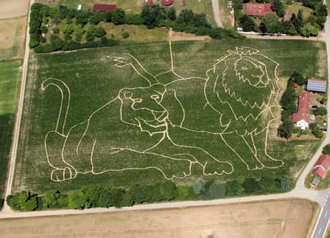 Unser Maislabyrinth 2015 in Form von 2 Löwen
